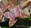 Phal. hieroglyphica 12er Topf